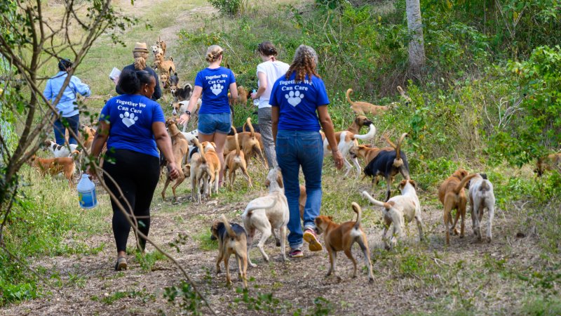 Field Trips With Dogs Kauai