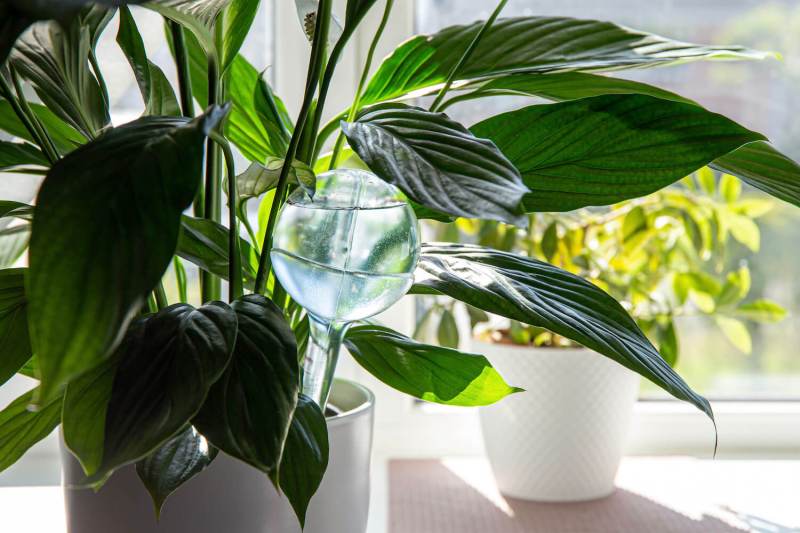 How Keep Plants Watered While On Vacation