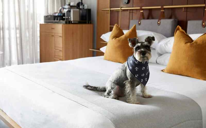 Luxury Dog Friendly Resorts Near Me