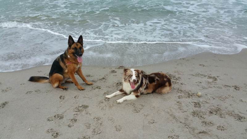 Most Dog Friendly Beaches East Coast