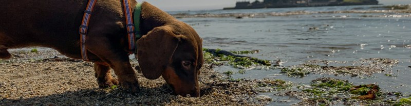 Most Dog Friendly Vacation Spots East Coast