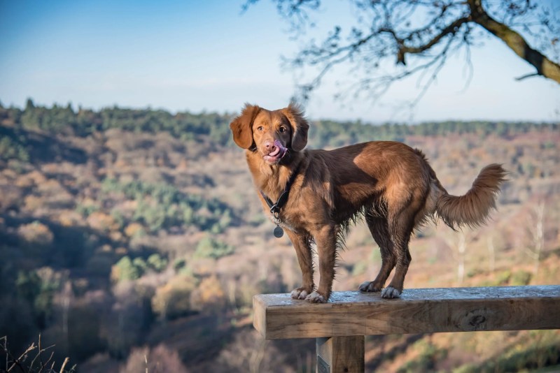 Pet Friendly Self Catering Accommodation Lake District