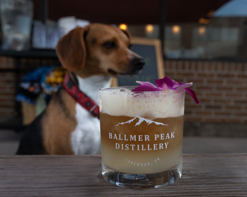 Best Dog Friendly Bars Near Me