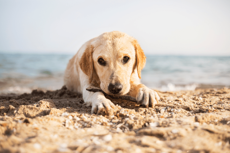 Best Dog Friendly Beaches Norfolk