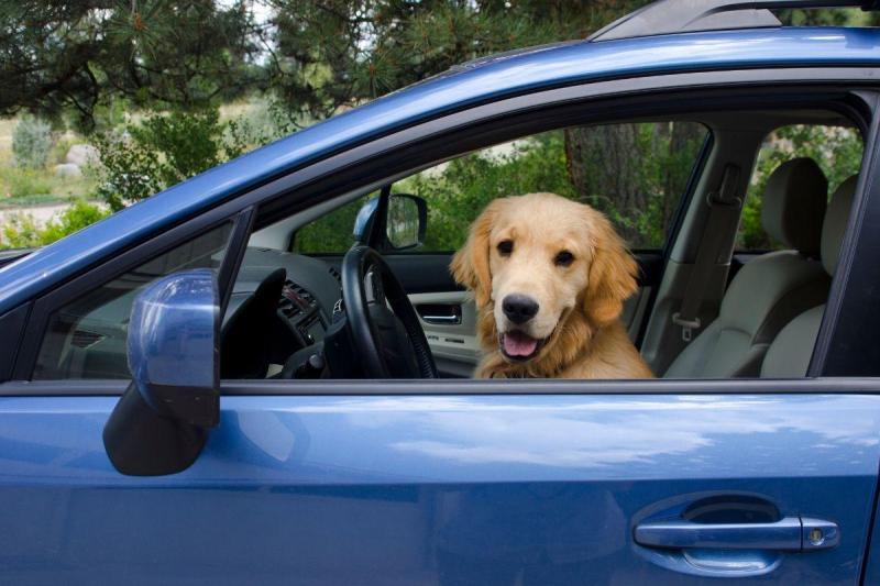 Best Dog Friendly Cars