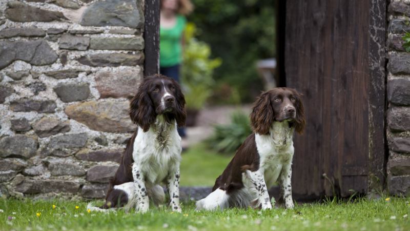 Best Dog Friendly Holiday In Uk