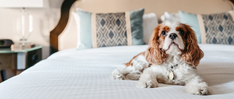 Best Dog Friendly Hotels York