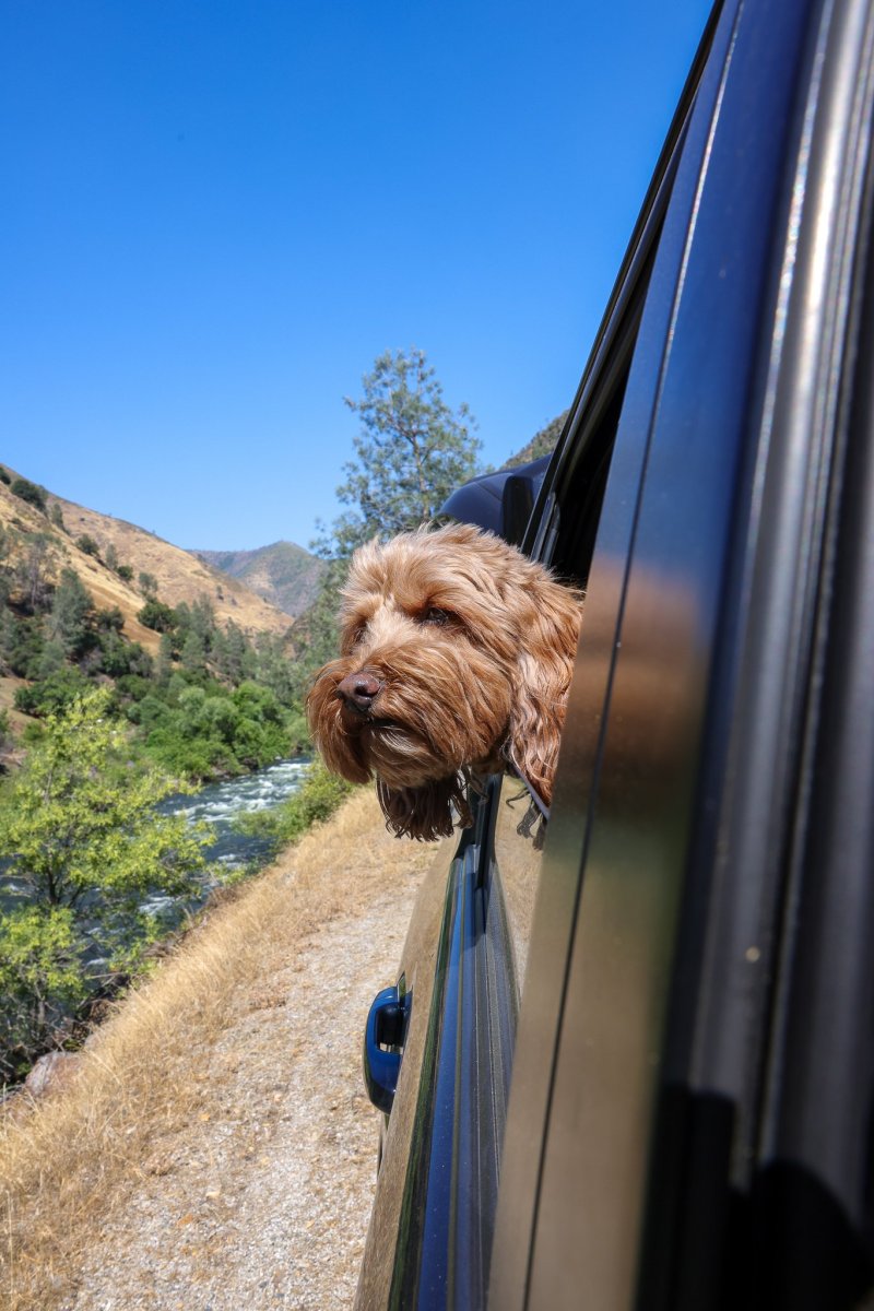 Best Dog Friendly Road Trips