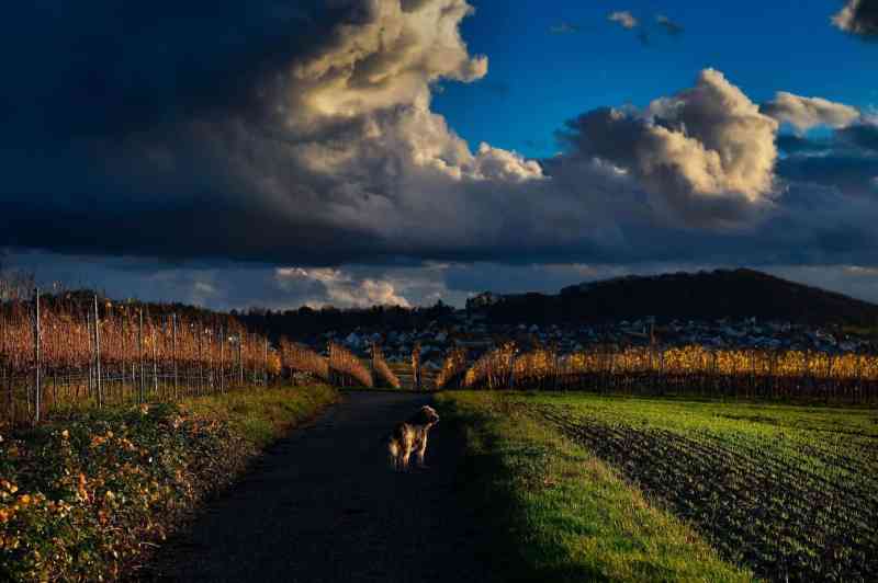 Best Dog Friendly Winery Near Me