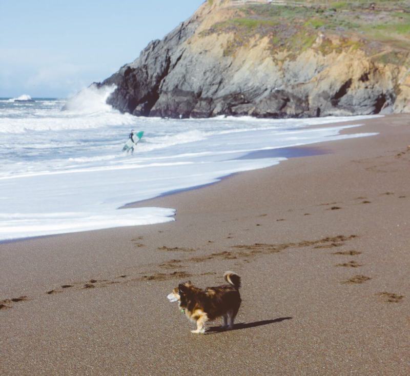 Best Dog Vacations In California