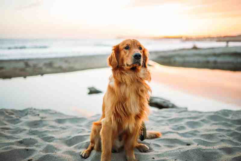 Best Vacation Spots In The Us With Dogs