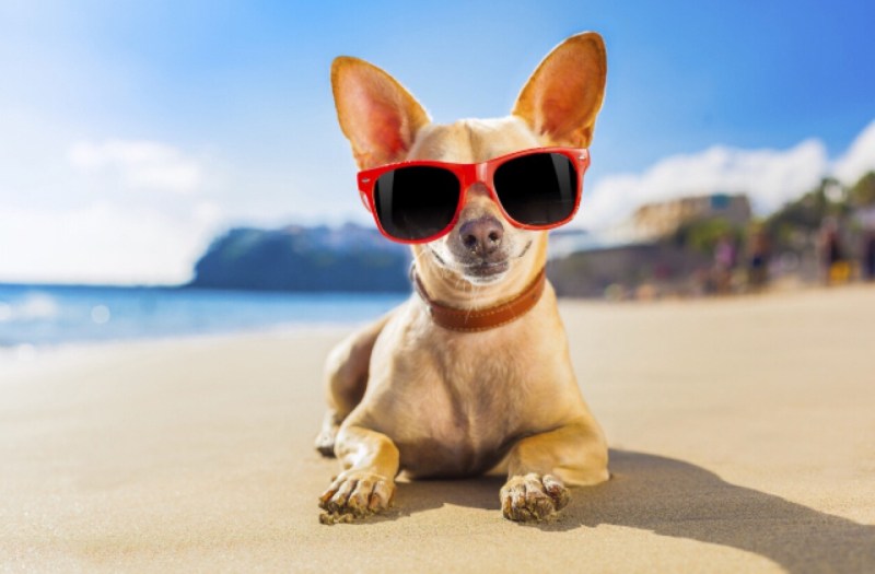 Best Vacations With Dogs East Coast