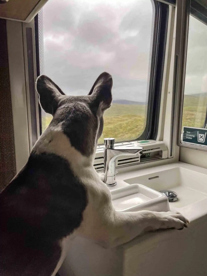 Day Trips With Dogs Scotland