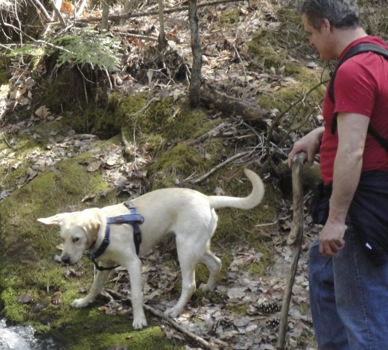 Dog Friendly Day Trips From Nyc