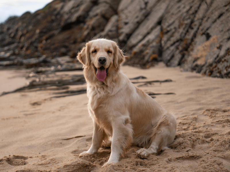 Dog Friendly Holidays Uk 2023