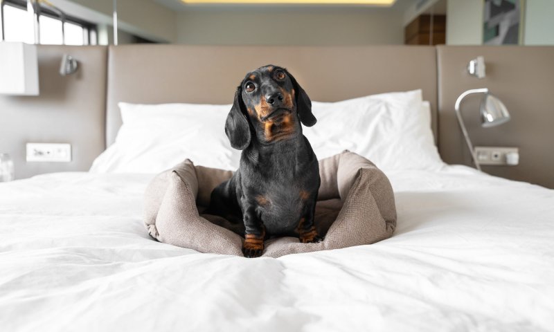 Dog Friendly Hotel Chains