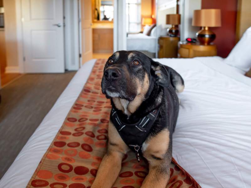 Dog Friendly Hotel Kelowna