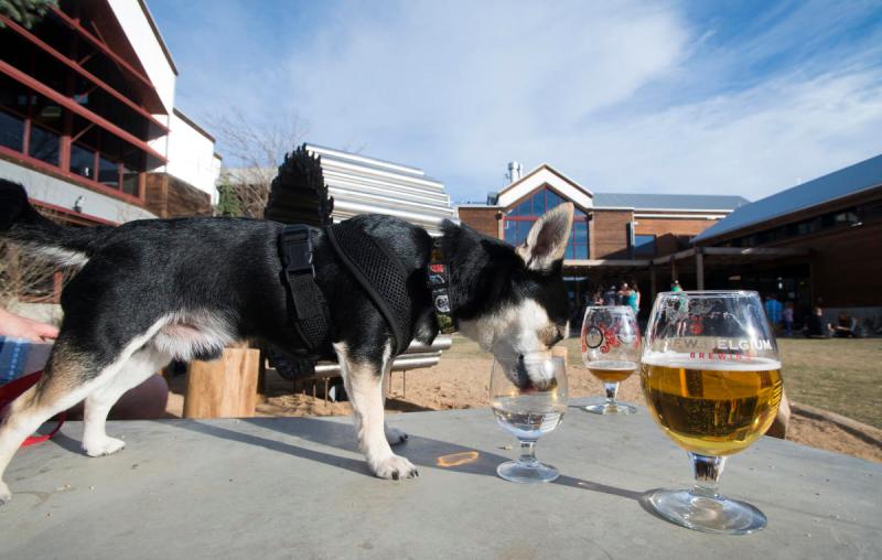 Dog Friendly Vacations In Colorado