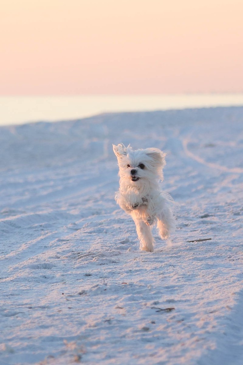 Pet Friendly Beaches In Florida Gulf Coast