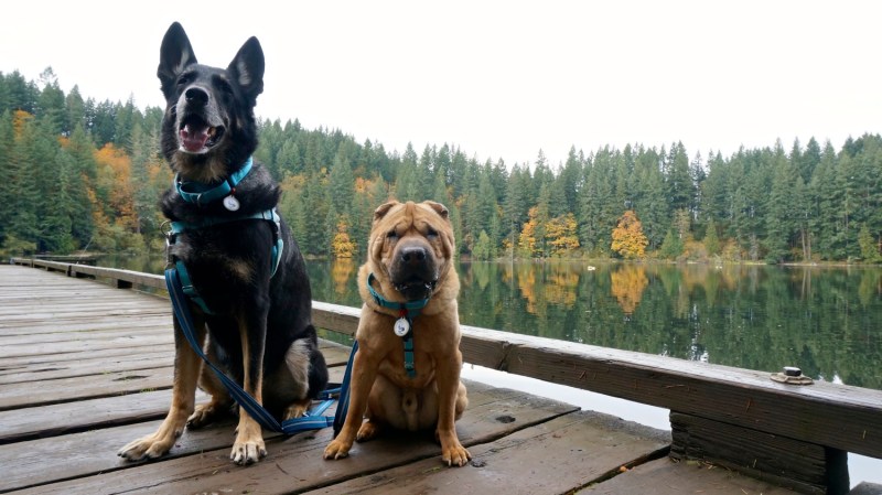 Pet-friendly Day Trips Near Me